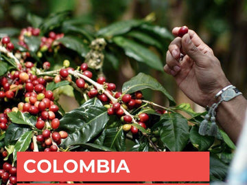 Colombia Excelso Popayan Çiğ Yeşil Kahve Çekirdek 1kg