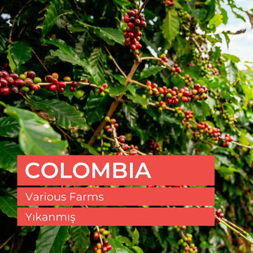 Colombia Raw Green Coffee Beans 1kg