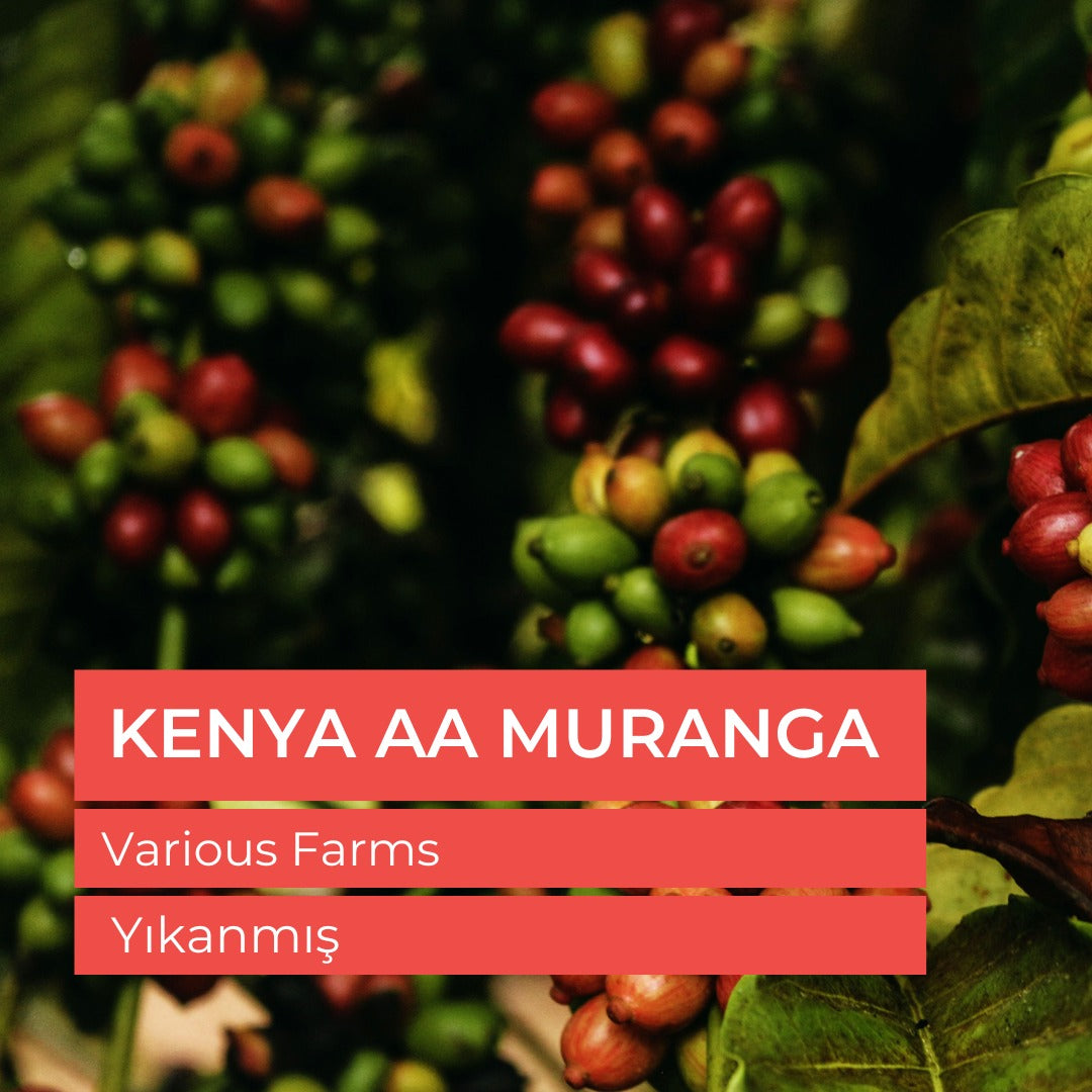 Kenya Arabica FAQ AB Çiğ Yeşil Kahve Çekirdek 1kg