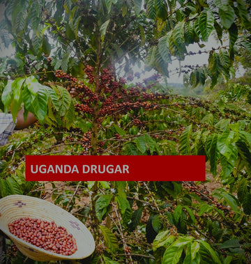 Uganda Drugar Çiğ Yeşil Kahve Çekirdek 1kg