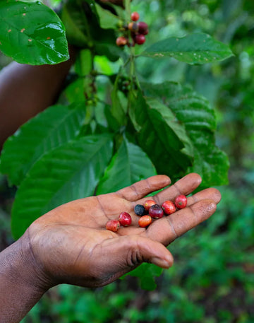 Uganda Robusta 18 Çiğ Yeşil Kahve Çekirdek 1kg